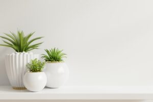 curios-collections-homezen-1-1